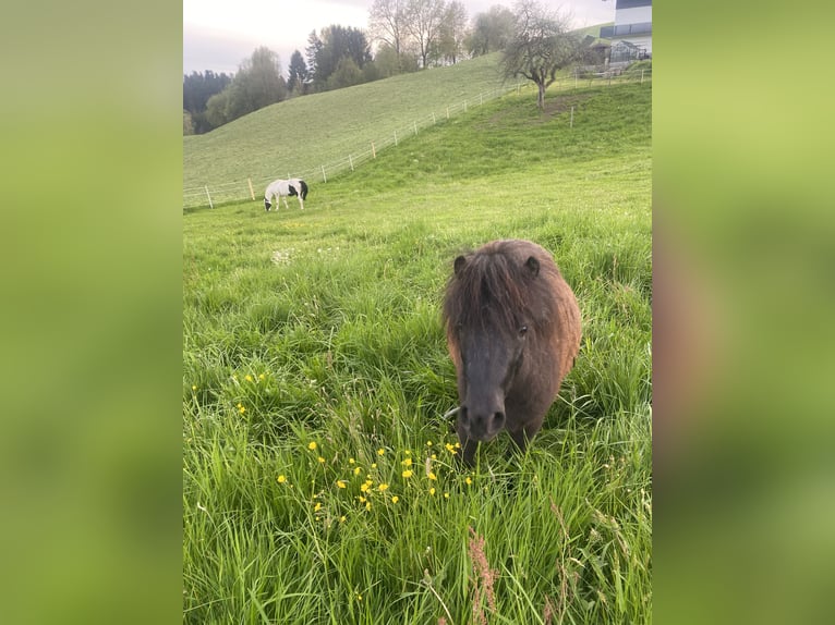 Poneys Shetland Hongre 4 Ans 105 cm Noir in Grafenau