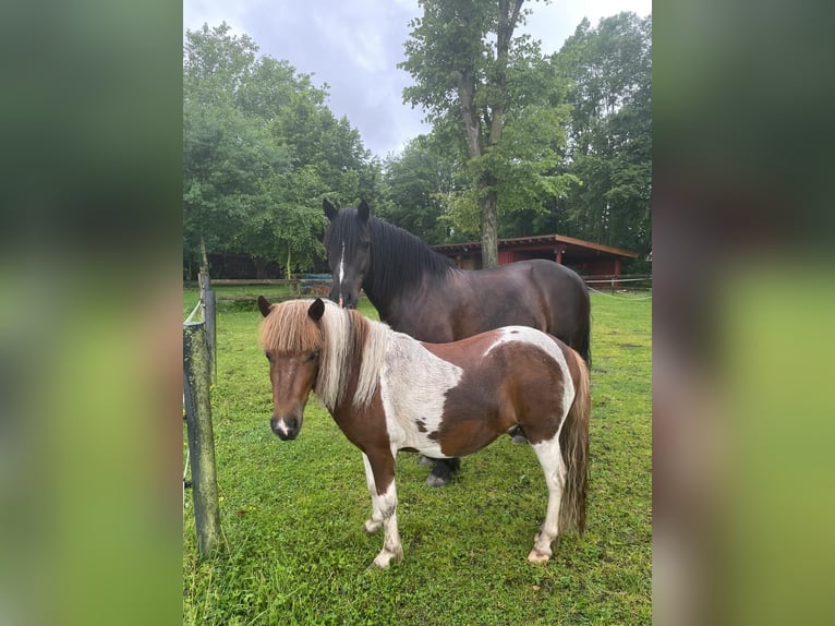 Poneys Shetland Hongre 4 Ans 105 cm Pinto in Bramsche