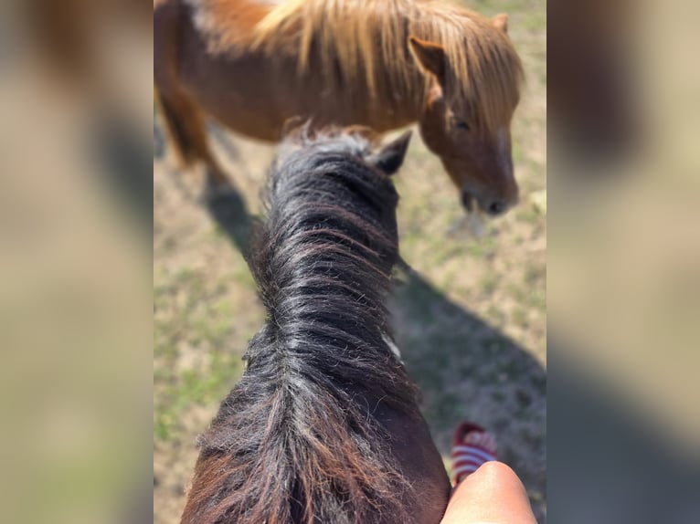 Poneys Shetland Hongre 4 Ans 106 cm Noir in H&#xFC;ckelhoven