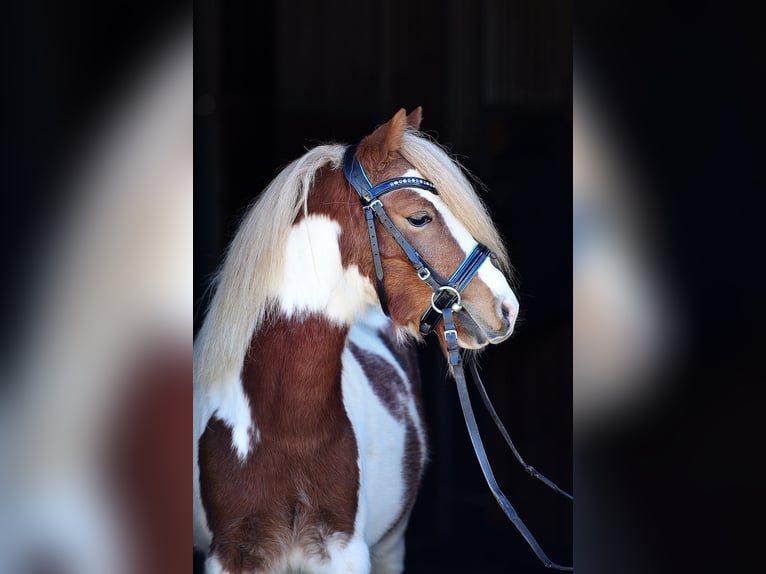 Poneys Shetland Hongre 4 Ans 107 cm Pinto in Radziejów