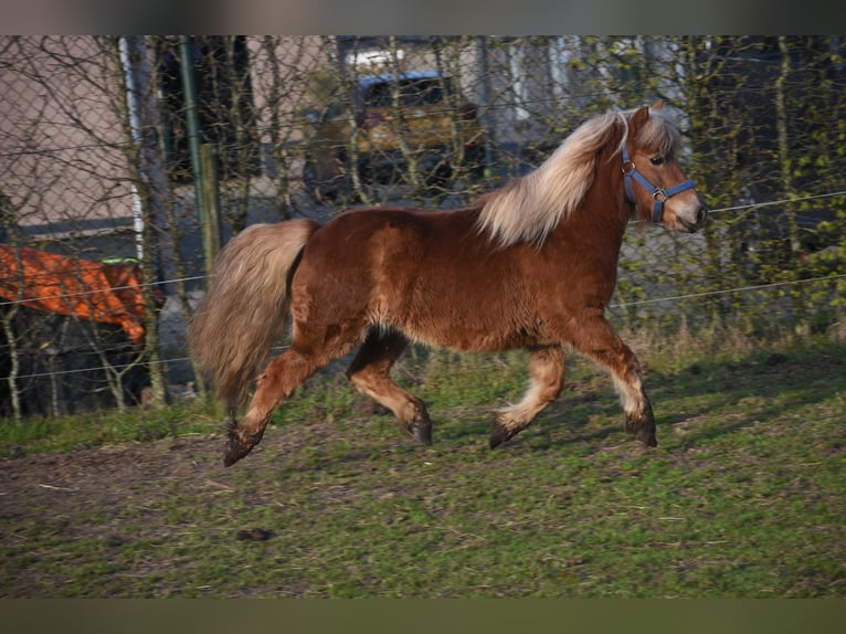 Poneys Shetland Hongre 4 Ans 110 cm Alezan in Achtmaal