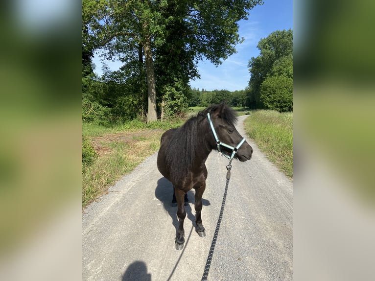 Poneys Shetland Hongre 4 Ans 110 cm Bai brun in Coesfeld