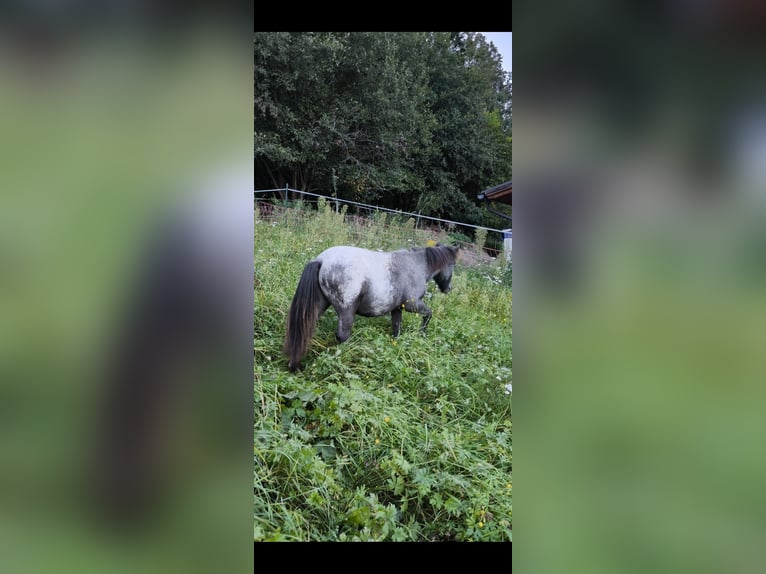 Poneys Shetland Hongre 4 Ans 110 cm Léopard in Bruck