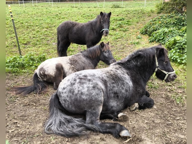 Poneys Shetland Hongre 4 Ans 110 cm Léopard in Bruck