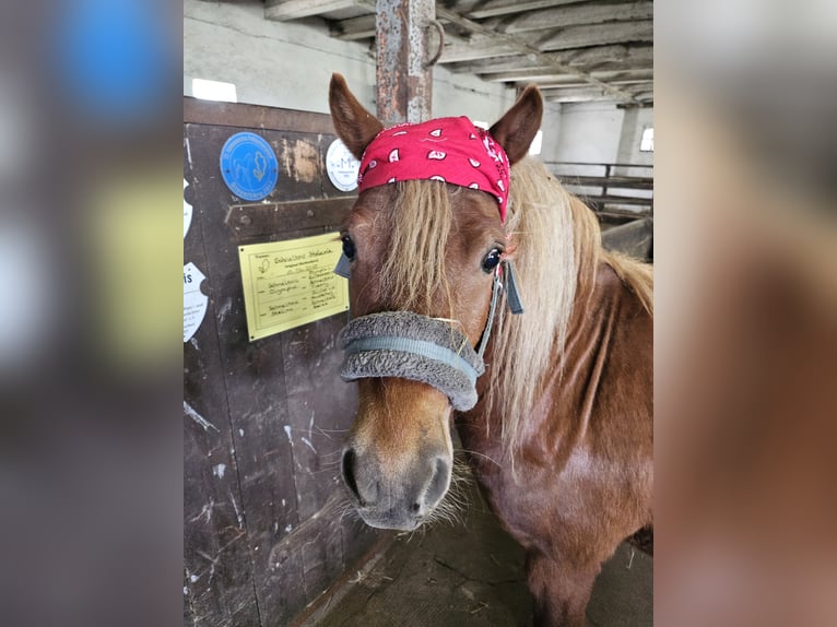Poneys Shetland Hongre 4 Ans 112 cm Alezan in Woltersdorf