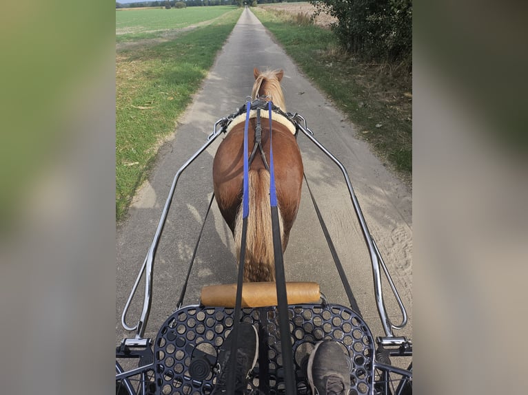 Poneys Shetland Hongre 4 Ans 112 cm Alezan in Woltersdorf
