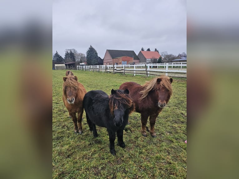 Poneys Shetland Hongre 4 Ans 112 cm Alezan in Woltersdorf