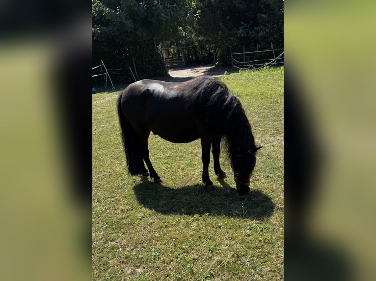 Poneys Shetland Hongre 4 Ans 112 cm Noir in KleveKleve
