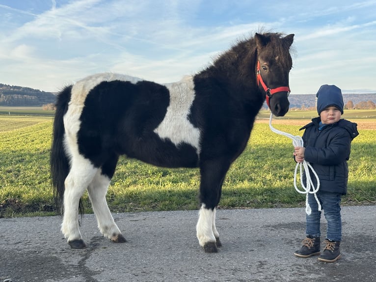 Poneys Shetland Hongre 4 Ans 114 cm Pinto in Riedlingen