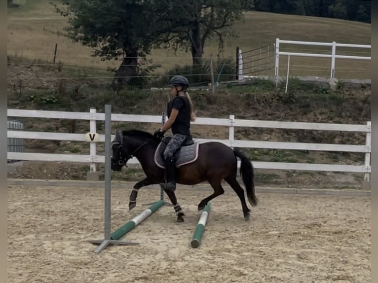 Poneys Shetland Croisé Hongre 4 Ans 120 cm Noir in St. Oswald