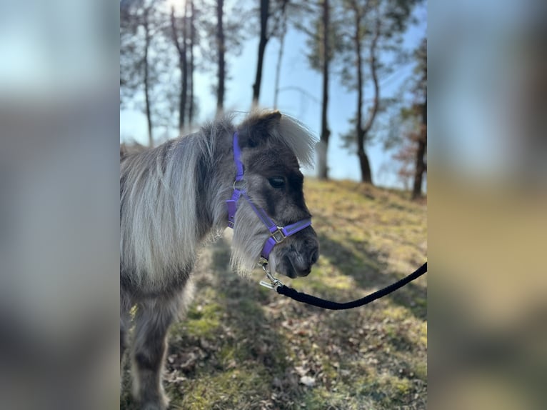 Poneys Shetland Hongre 4 Ans 82 cm Isabelle in D&#xF6;llen