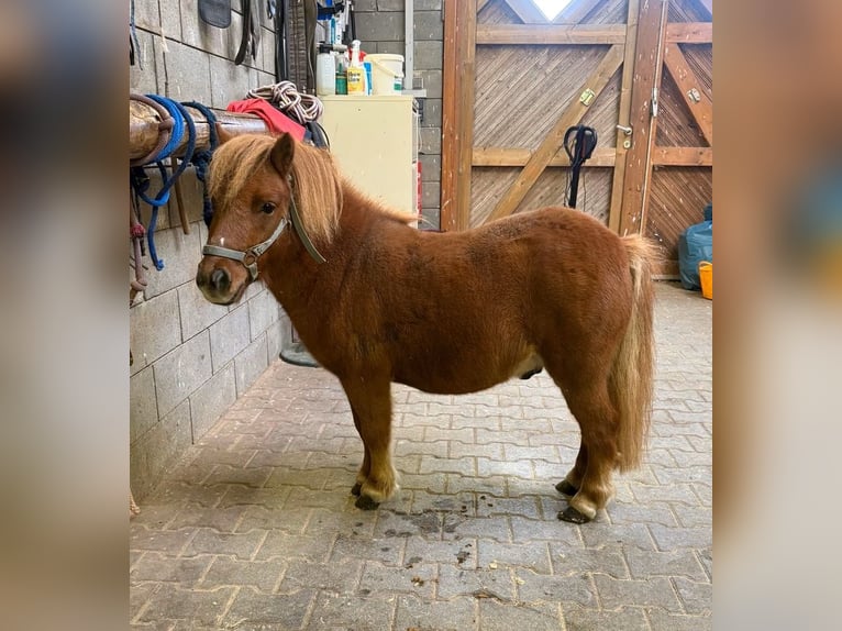Poneys Shetland Hongre 4 Ans 85 cm  in Daleiden