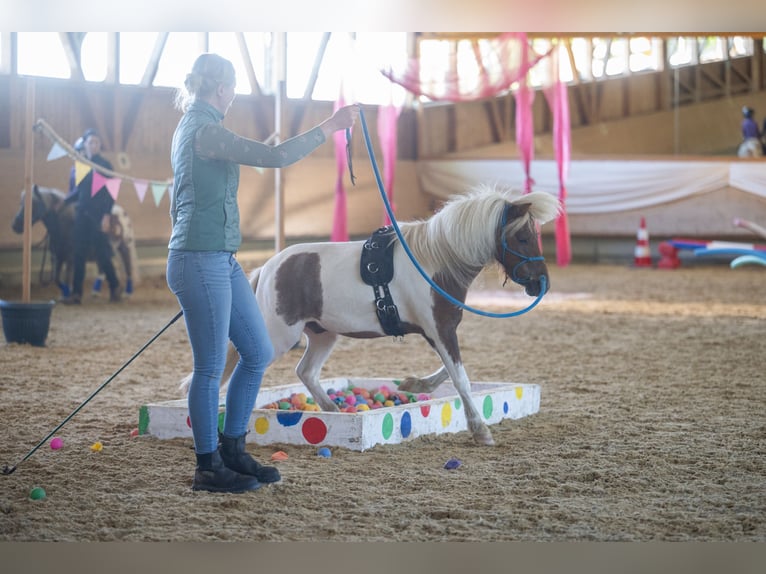 Poneys Shetland Hongre 4 Ans 95 cm Pinto in Wolfegg