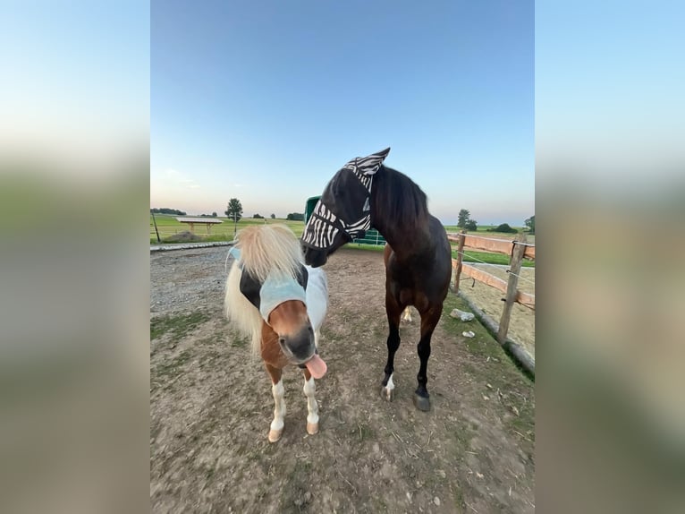 Poneys Shetland Hongre 4 Ans 95 cm Pinto in Wolfegg