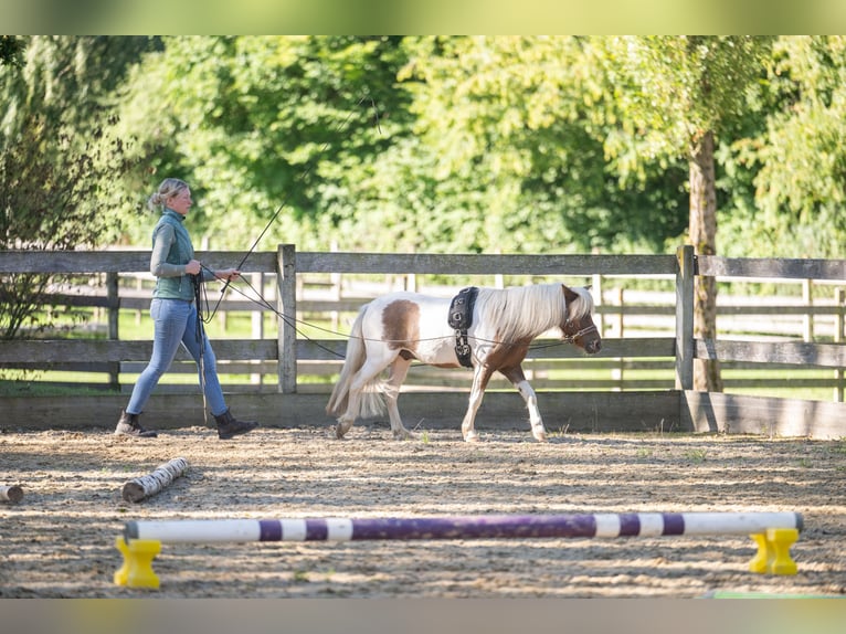Poneys Shetland Hongre 4 Ans 95 cm Pinto in Wolfegg