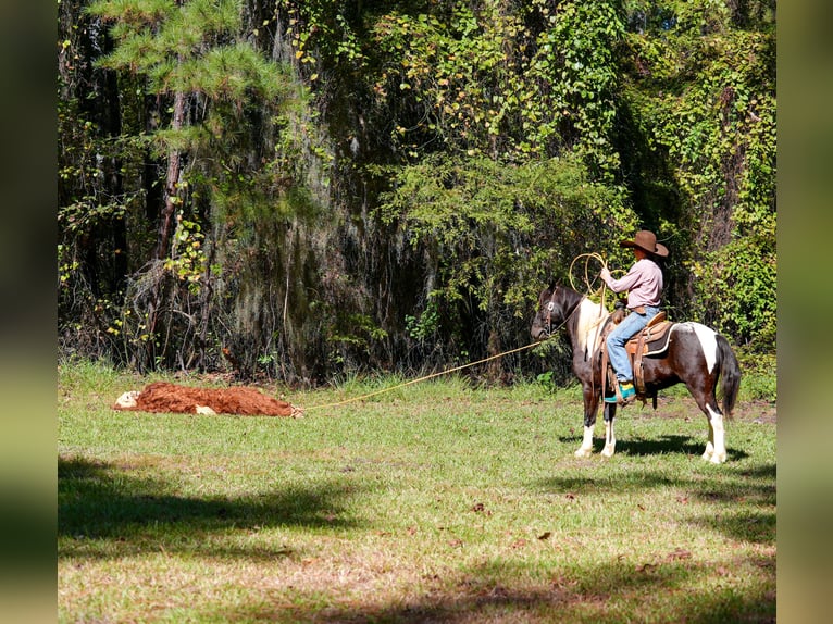 Poneys Shetland Hongre 4 Ans Pinto in Bloomburg