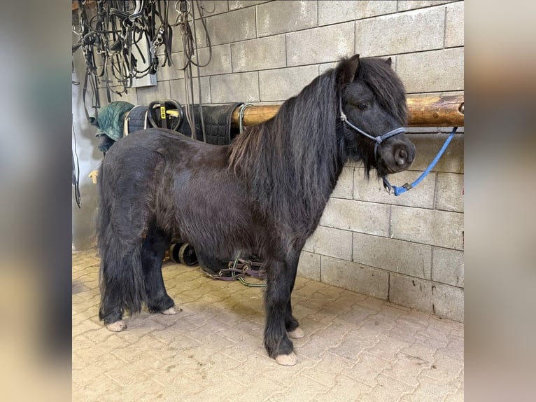 Poneys Shetland Hongre 5 Ans 100 cm Noir in Daleiden