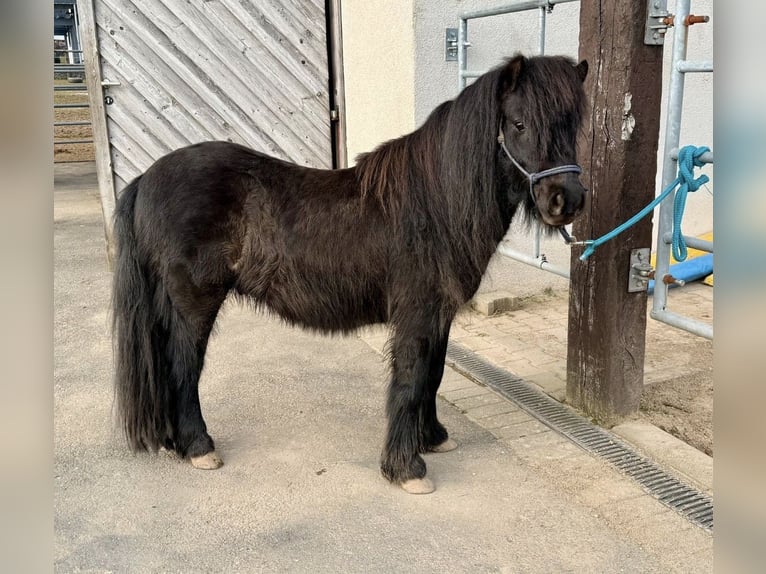Poneys Shetland Hongre 5 Ans 100 cm Noir in Daleiden