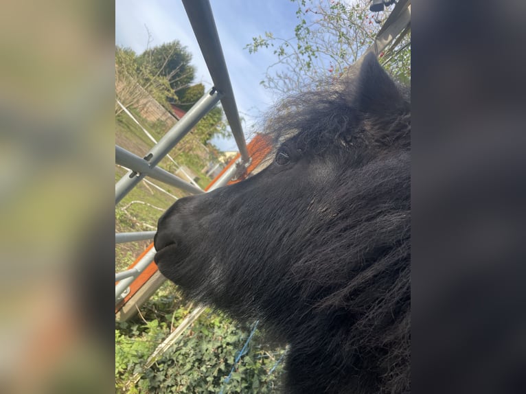 Poneys Shetland Hongre 5 Ans 100 cm Noir in Braunschweig