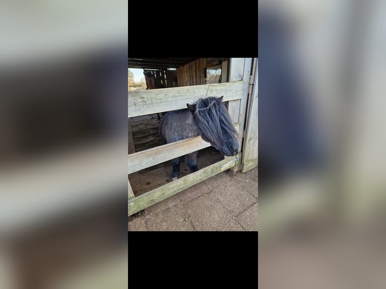 Poneys Shetland Hongre 5 Ans 100 cm Noir in Langenfeld