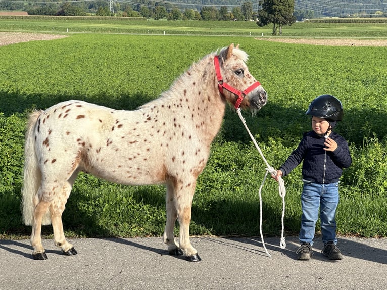 Poneys Shetland Hongre 5 Ans 104 cm Léopard in Riedlingen