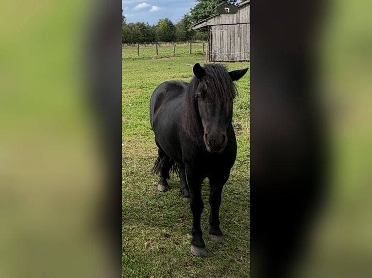 Poneys Shetland Hongre 5 Ans 105 cm Noir in Ascheberg