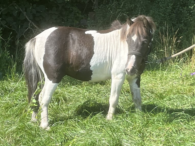 Poneys Shetland Hongre 5 Ans 105 cm Pinto in Ursensollen