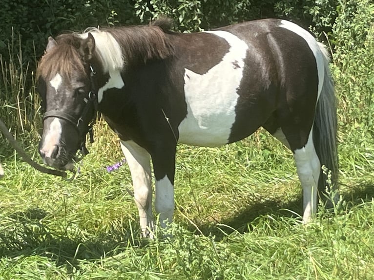 Poneys Shetland Hongre 5 Ans 105 cm Pinto in Ursensollen