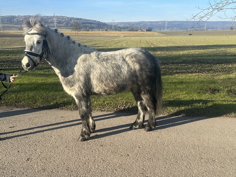 Poneys Shetland Hongre 5 Ans 113 cm Gris pommelé in Riedlingen