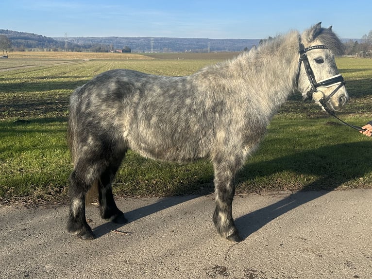 Poneys Shetland Hongre 5 Ans 113 cm Gris pommelé in Riedlingen