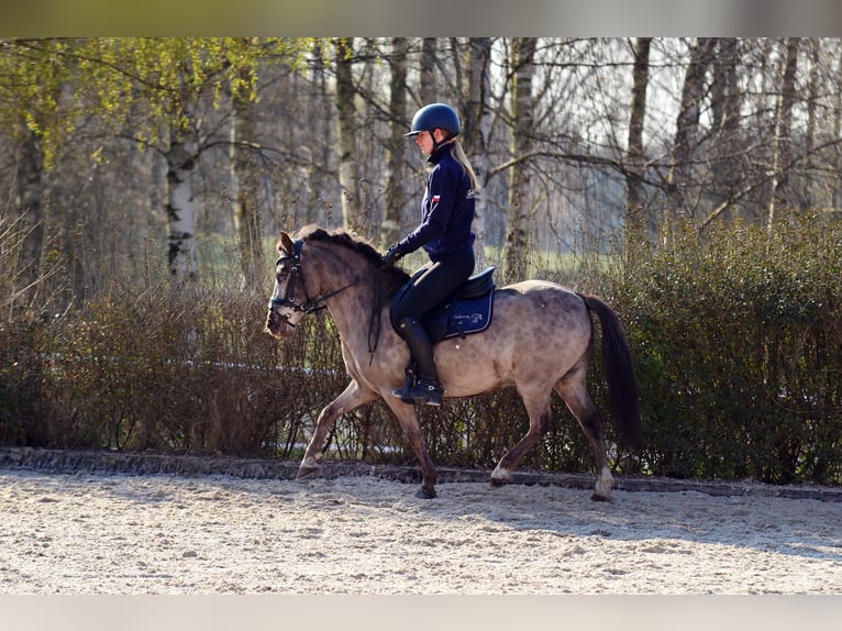 Poneys Shetland Hongre 5 Ans 117 cm Léopard in Kicinland