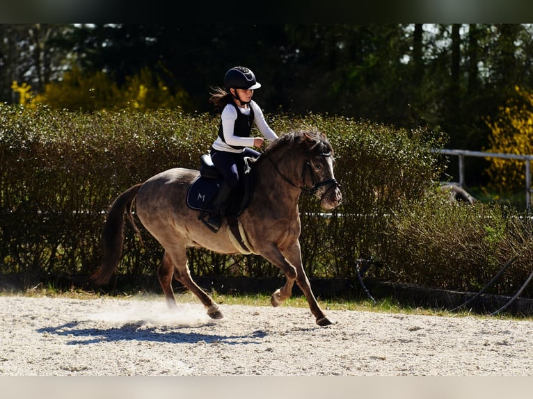 Poneys Shetland Hongre 5 Ans 118 cm Léopard in Kicinland