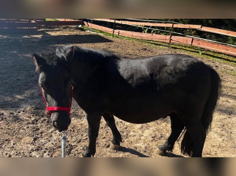 Poneys Shetland Hongre 5 Ans 90 cm Noir in Weißenfels