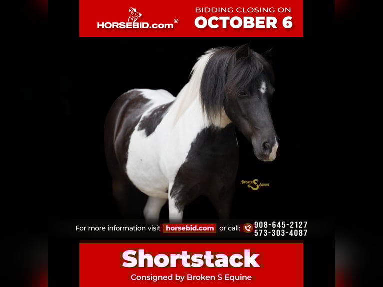 Poneys Shetland Hongre 5 Ans 97 cm in Bogard, MO