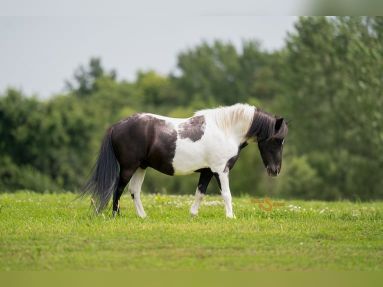 Poneys Shetland Hongre 5 Ans 97 cm in Bogard, MO