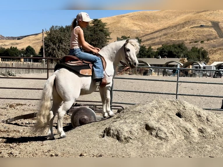 Poneys Shetland Hongre 5 Ans Blanc in Bitterwater CA