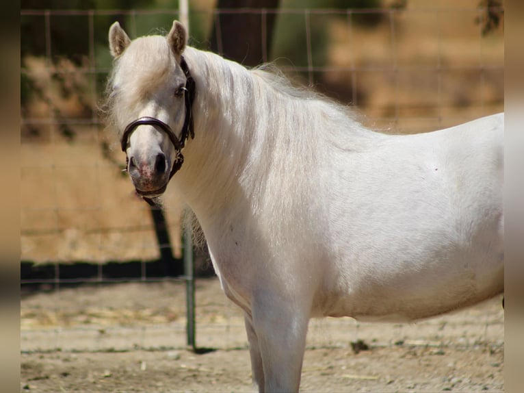 Poneys Shetland Hongre 5 Ans Blanc in Bitterwater CA