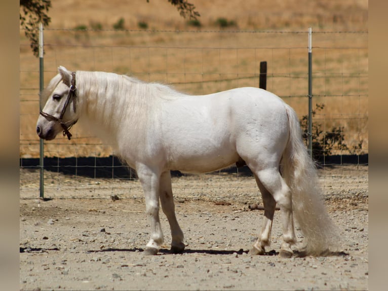 Poneys Shetland Hongre 5 Ans Blanc in Bitterwater CA