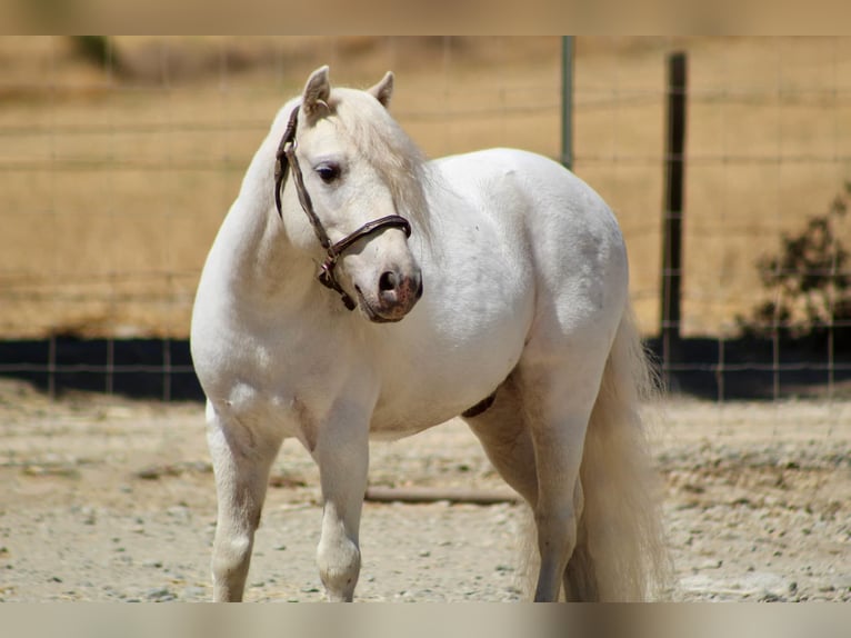 Poneys Shetland Hongre 5 Ans Blanc in Bitterwater CA