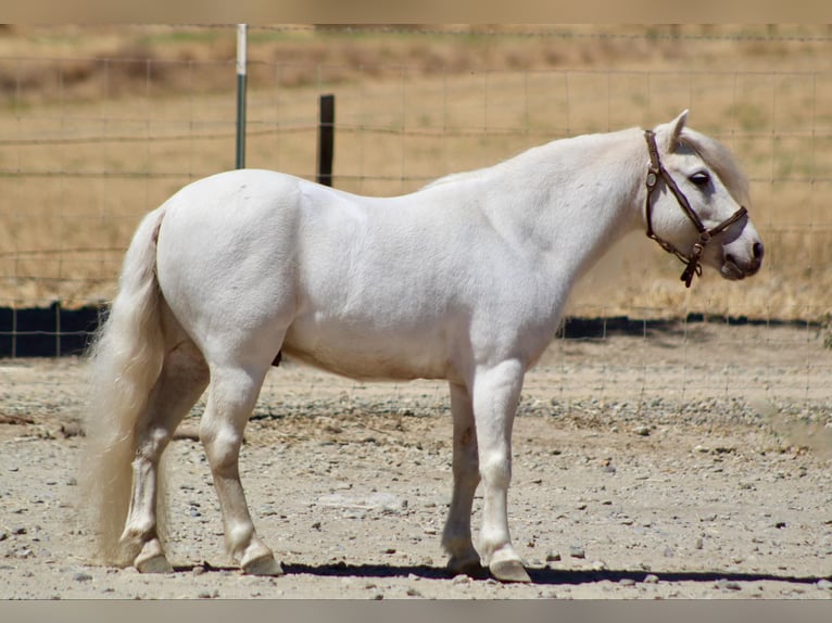 Poneys Shetland Hongre 5 Ans Blanc in Bitterwater CA