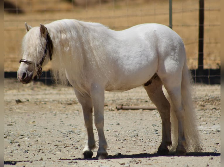 Poneys Shetland Hongre 5 Ans Blanc in Bitterwater CA