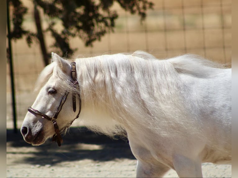 Poneys Shetland Hongre 5 Ans Blanc in Bitterwater CA