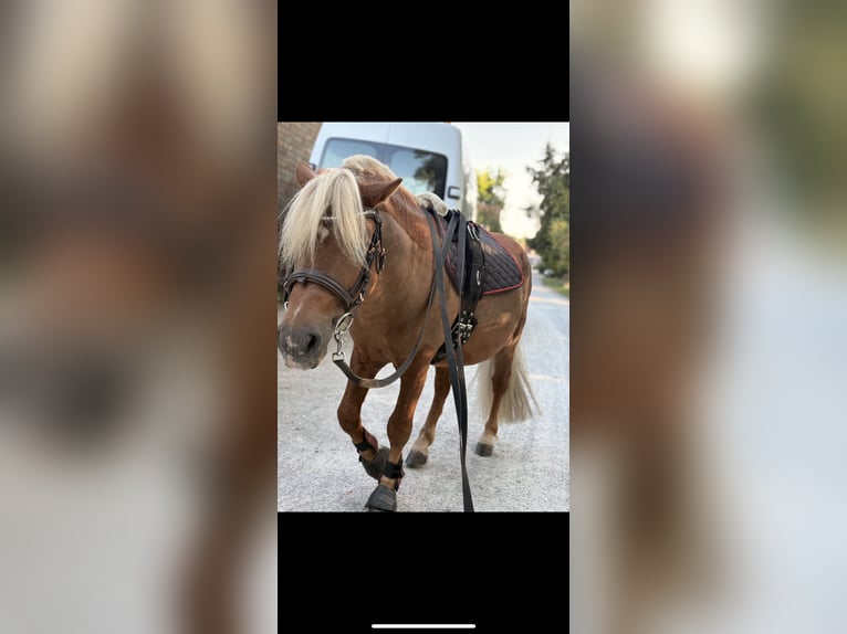 Poneys Shetland Hongre 6 Ans 100 cm Alezan in Wernigerode