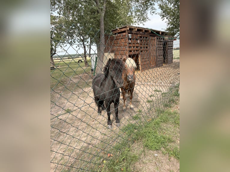 Poneys Shetland Hongre 6 Ans 100 cm Alezan in Wernigerode