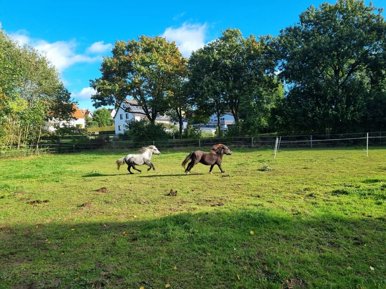 Poneys Shetland Hongre 6 Ans 110 cm Gris pommelé in Brakel