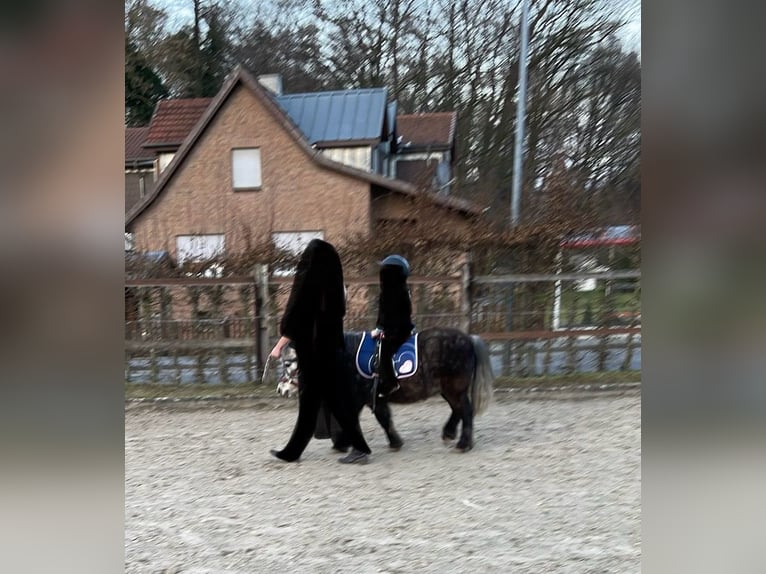 Poneys Shetland Hongre 6 Ans 110 cm Gris pommelé in Löhne
