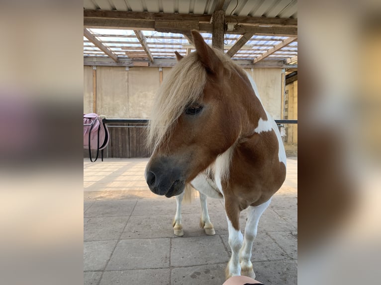 Poneys Shetland Hongre 6 Ans 110 cm Pinto in Wesendahl