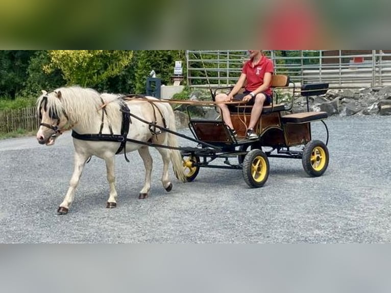 Poneys Shetland Hongre 6 Ans 115 cm Pinto in Babensham