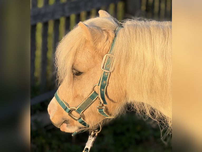 Poneys Shetland Hongre 6 Ans 115 cm Pinto in Babensham