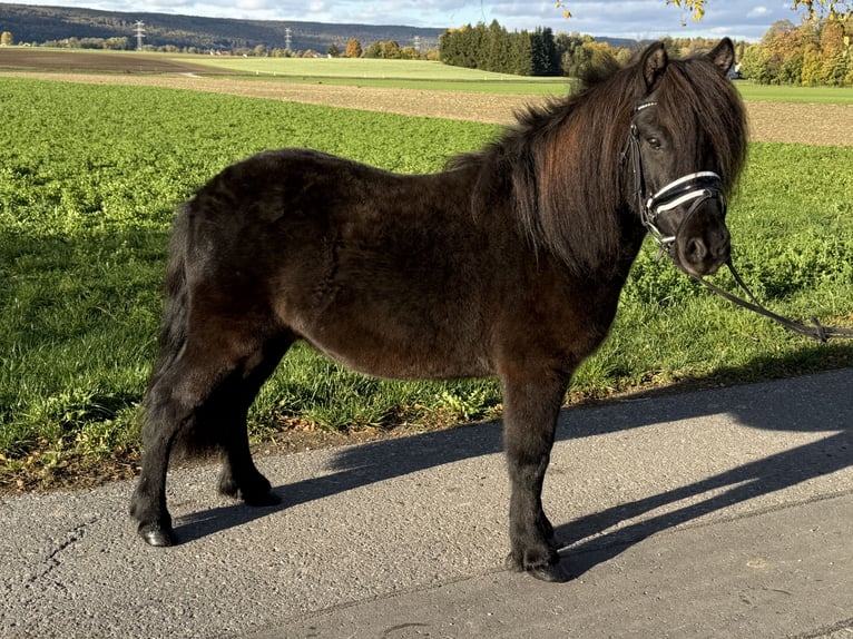 Poneys Shetland Croisé Hongre 6 Ans 119 cm Noir in Riedlingen